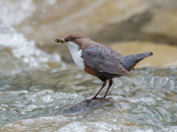 Wasseramsel © Ruedi Aeschlimann