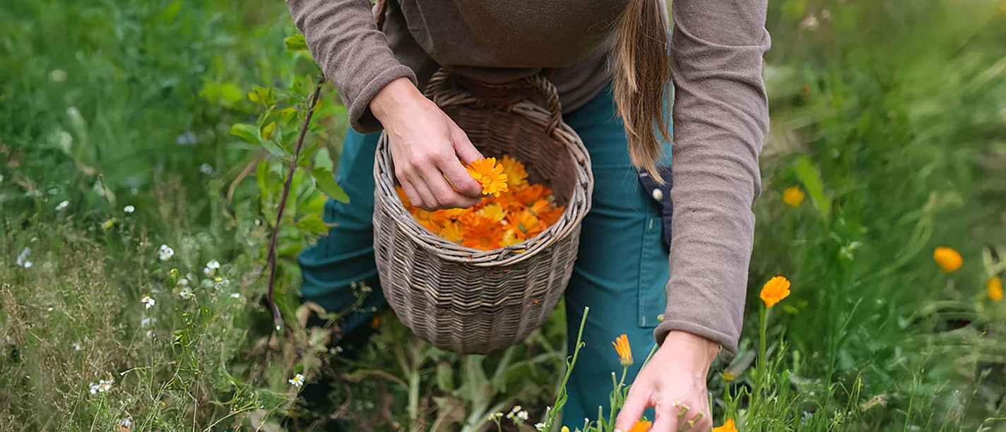 von der Pflanze zur Hausapotheke