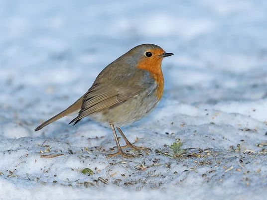 Rotkehlchen im Winter Ruedi Aeschlimann