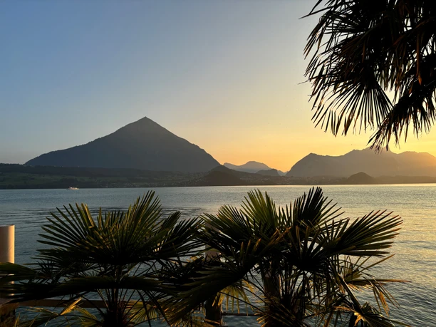 Palmen Panorama 2024 3