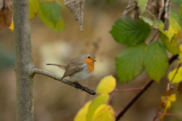 Rotkehlchen 10 © Ruedi Aeschlimann