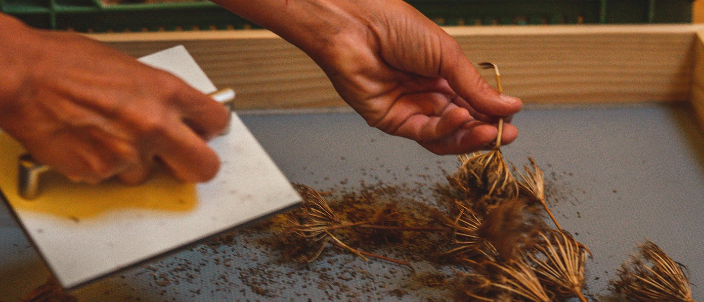 Spezialführung: Saatsgut