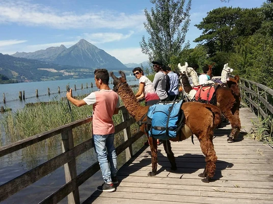 Lamatrekking Junfrauregion - Naturschutzgebiet Weissenau