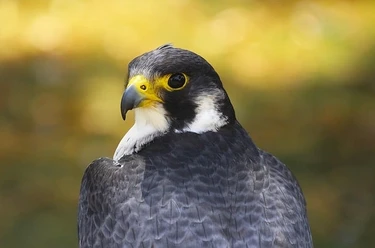 Falke Herrscher der Luefte