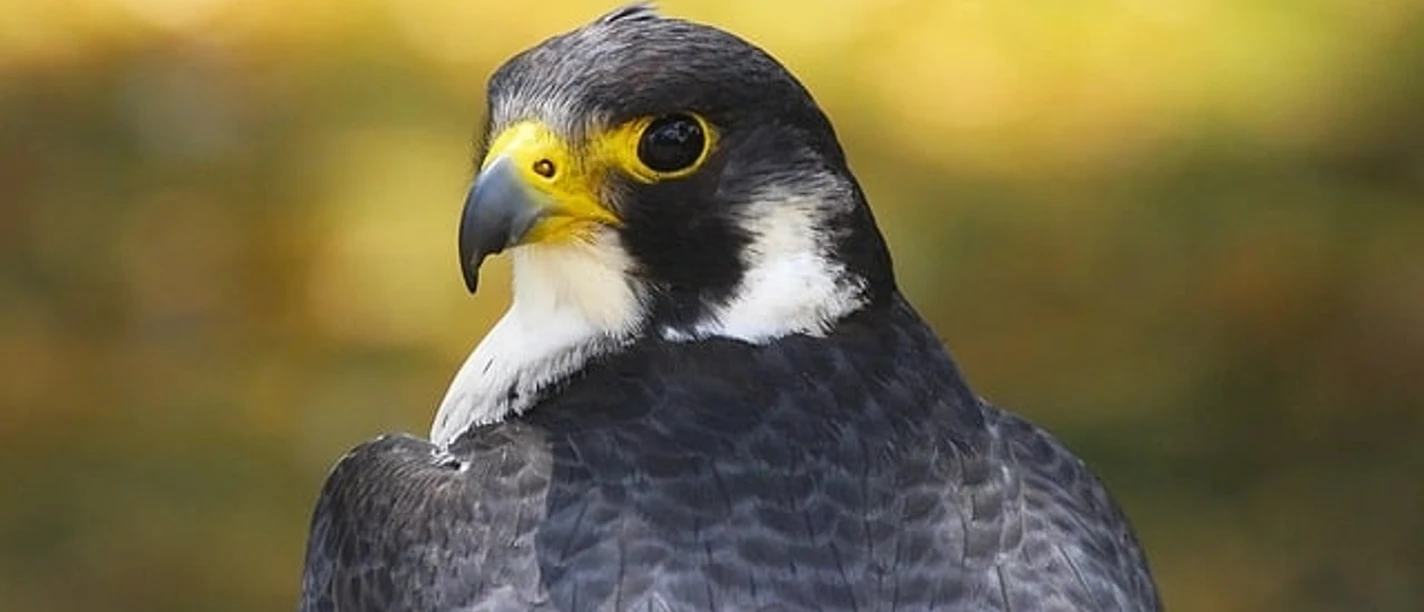 Falke Herrscher der Luefte