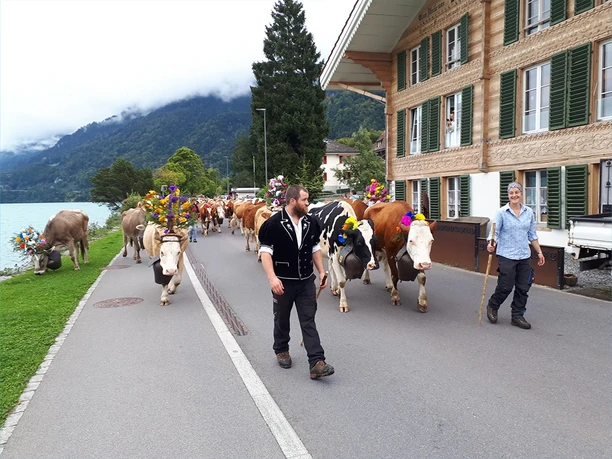 Alpabzug in Bönigen am Brienzersee