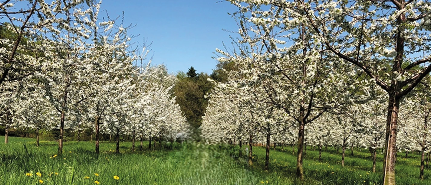Vortrag EM Effektiven Mikroorganismen