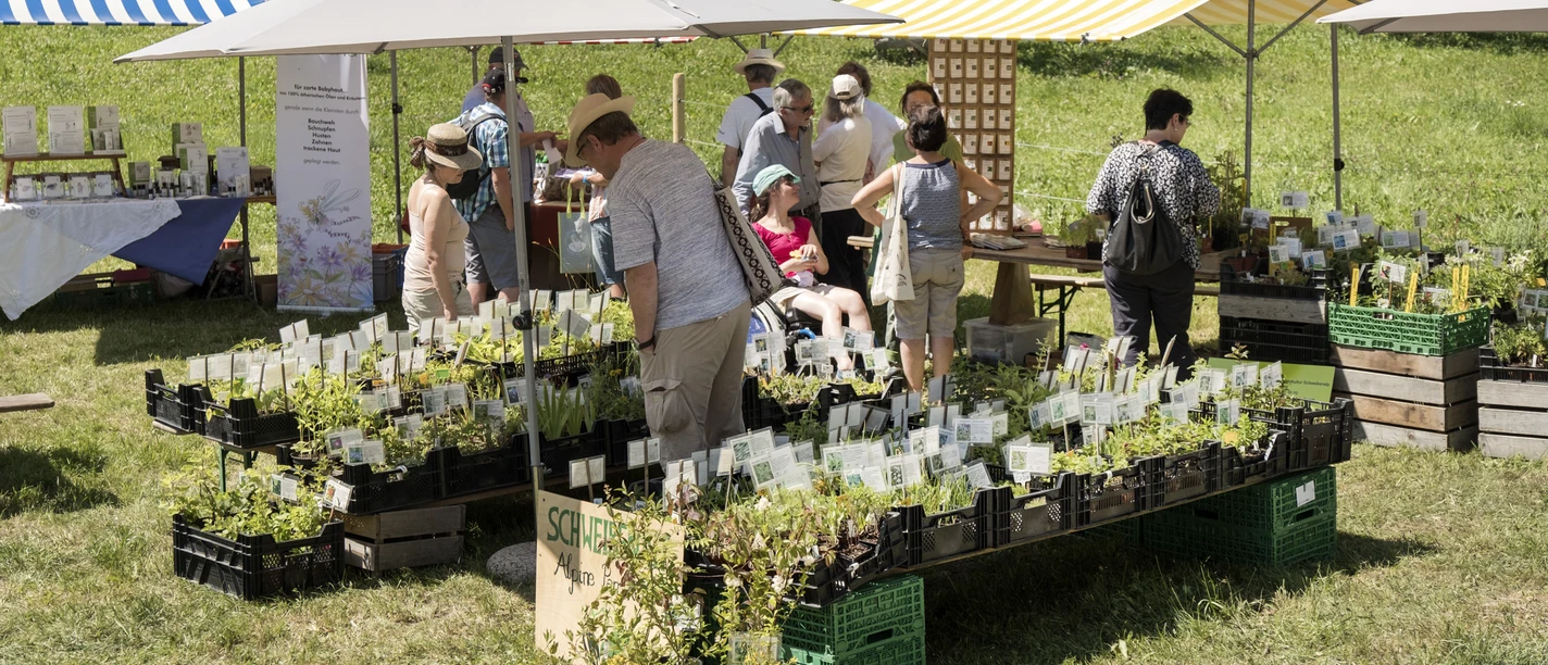 Titelbild Heilkraeutertage