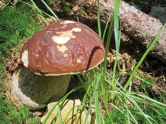 Pilze