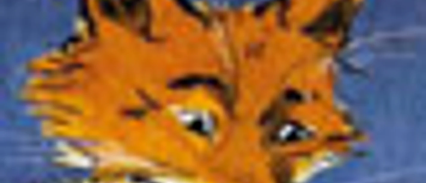 Niesenfuchs Kopf