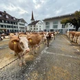 Viehschau Stadhausplatz Unterseen