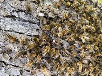 Vortrag Bienen