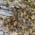 Vortrag Bienen