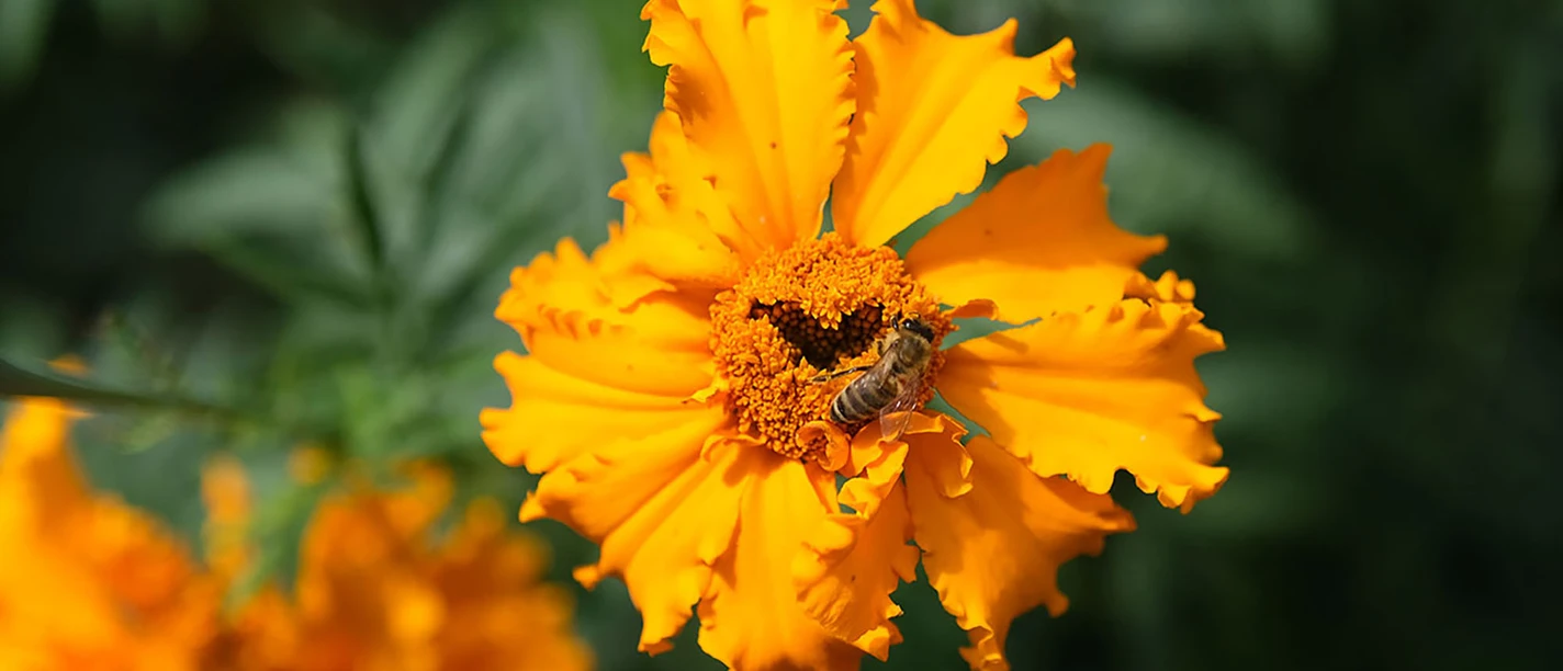 Einblicke ins Wesen der Pflanzen