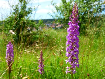 P1020974 Knabenkraut NSG Forchenkopf