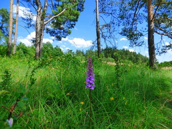 P1030002 Knabenkraut NSG Forchenkopf