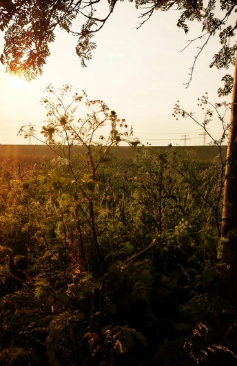 1Aufnahme Richtung Odagsen Die schöne Natur in Richtung Odagsen.