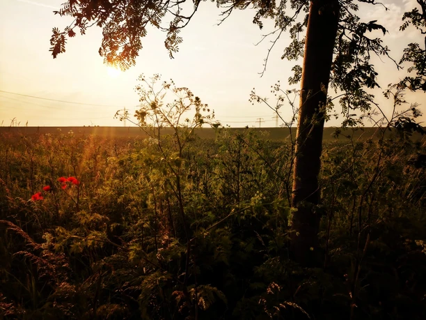 Sonnenuntergang auf dem Land Blick über eine Wiese mit roten Mohnblumen im Gegenlicht der untergehenden Sonne.