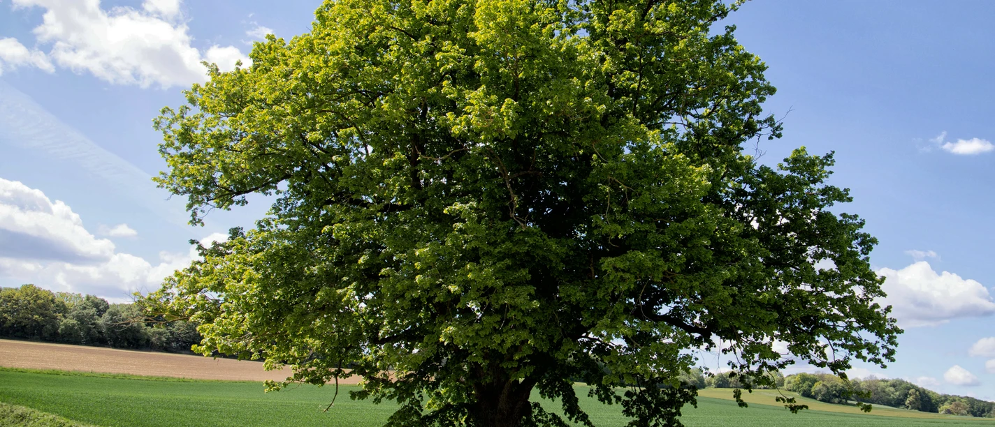 Avendshausen, Pausenbank und Infotafel, Panoramaweg, Alte Linde Große Linde mit Sitzbank und Hinweistafel an einem Feldweg, umgeben von grünen Wiesen und Feldern.
