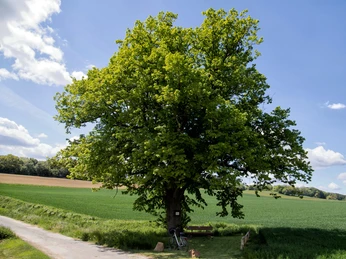 Avendshausen, Pausenbank und Infotafel, Panoramaweg, Alte Linde Große Linde mit Sitzbank und Hinweistafel an einem Feldweg, umgeben von grünen Wiesen und Feldern.