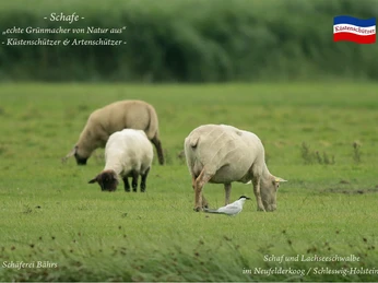 Lachseeschwalbe und Schaf, Schäferei Bährs