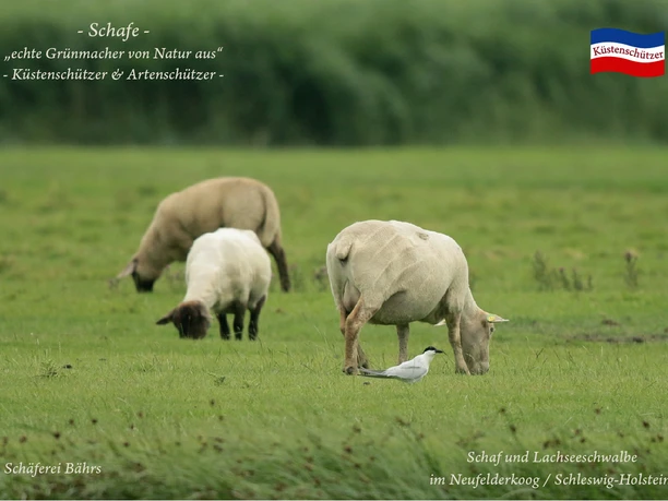 Lachseeschwalbe und Schaf, Schäferei Bährs