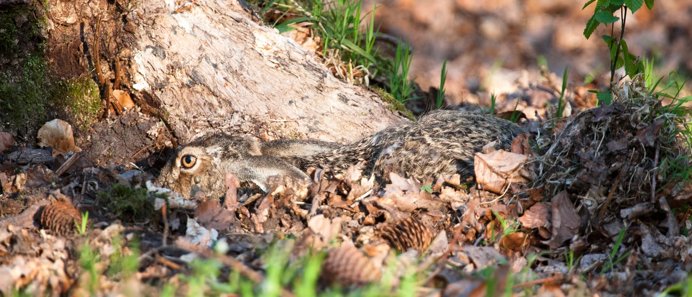 IMG_7605-ccbyncnd-foto©Niedersächsische-Landesforsten–Forstamt-Sellhorn .jpg
