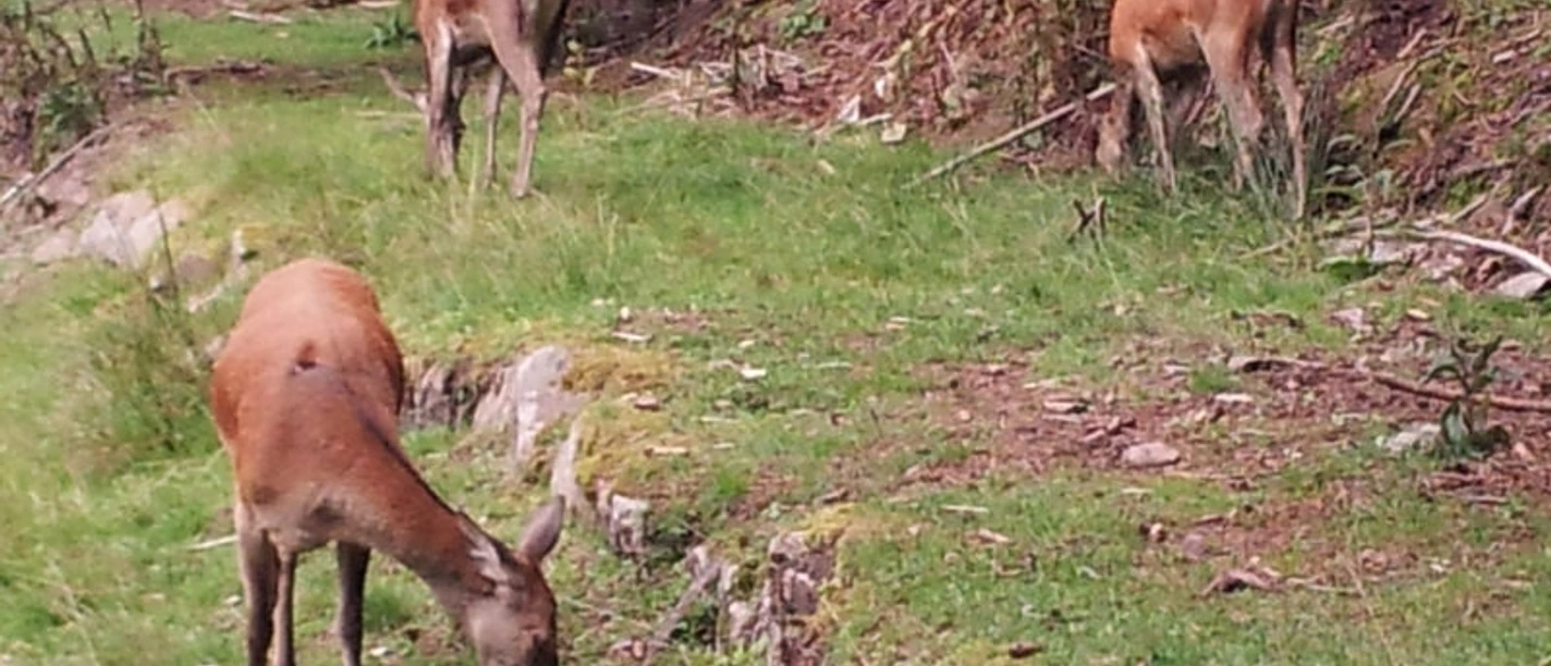 Rehe im Wildgehege