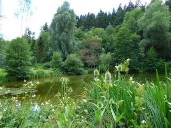 Das Naturschutzgebiet Heimbachaue in Loßburg-Betzweiler