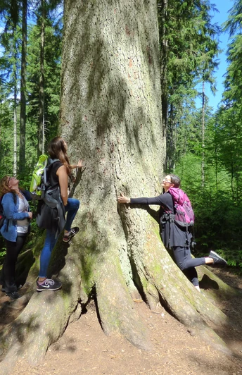 Der mächtige Stamm der Großvatertanne