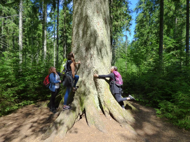 Der mächtige Stamm der Großvatertanne