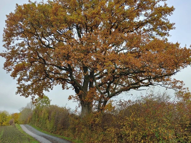 herbstlicher Baum.jpg