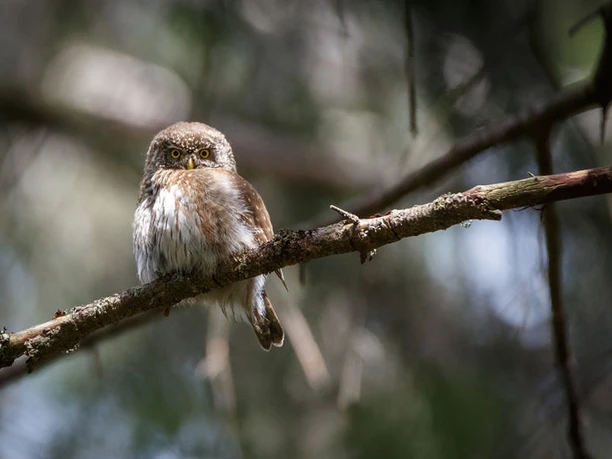 Bewohner des Waldes entdecken