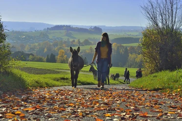 Esel-Wanderung
