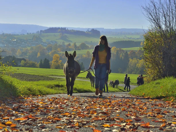 Esel-Wanderung Esel-Wanderung