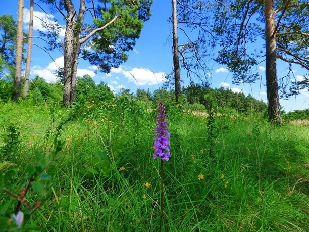 Knabenkraut am Forchenkopf