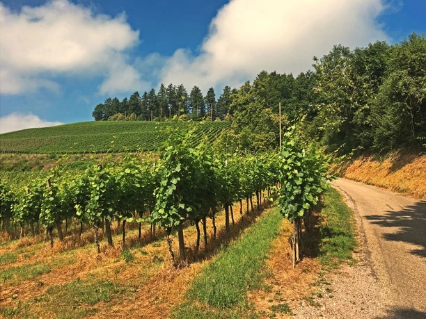 Weg zur Kapelle St. Wendelin