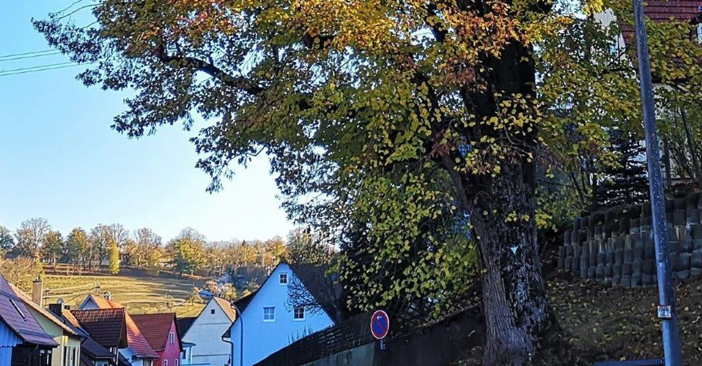 Weg der Besinnung, Station 9, Alte Linde Haiterbach