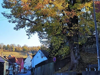 Weg der Besinnung, Station 9, Alte Linde Haiterbach