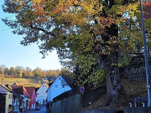 Weg der Besinnung, Station 9, Alte Linde Haiterbach