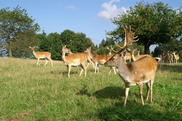 Damwildgehege am Hotel Zum Breitenberg
