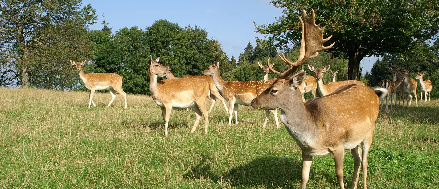 Damwildgehege am Hotel Zum Breitenberg
