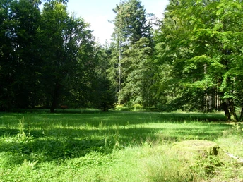 Die idyllische Waldliegewiese bei Freudenstadt