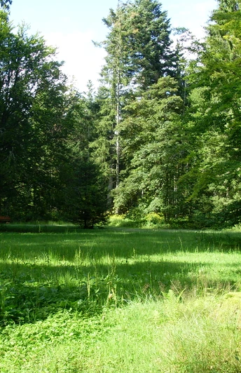 Die idyllische Waldliegewiese bei Freudenstadt