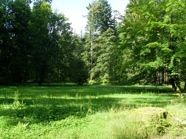 Die idyllische Waldliegewiese bei Freudenstadt