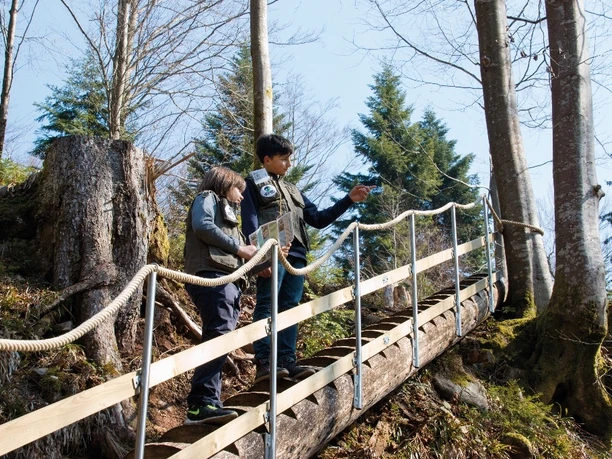 Baumtreppe am Pirschpfad