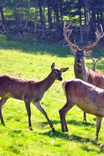 Rotwildgehege am Fuchsmichelhof