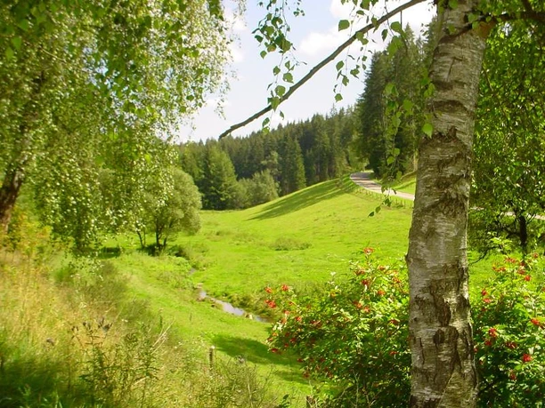 Im Zinsbachtal bei Pfalzgrafenweiler