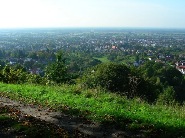 Auf dem Ortenauer Weinpfad