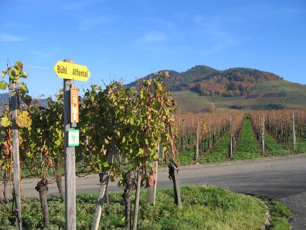 Rieslingweg
